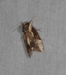 Timorodes blepharias