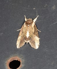 Timorodes blepharias