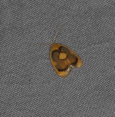 Trischalis aureoplagiata