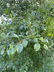 Rhamnus cathartica