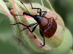 Merhynchites bicolor