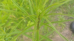 Asclepias hirtella
