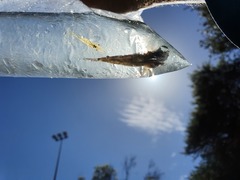 Paratya curvirostris