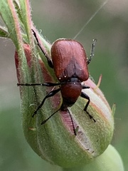 Merhynchites bicolor