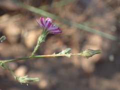 Stephanomeria elata