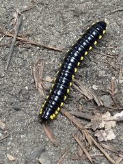 Harpaphe haydeniana scotia