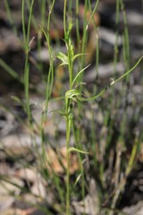 Pterostylis daintreana