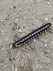 Harpaphe haydeniana scotia