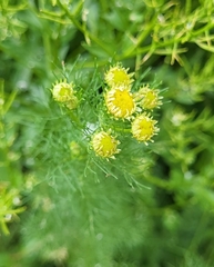 Matricaria discoidea