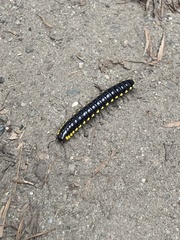 Harpaphe haydeniana scotia