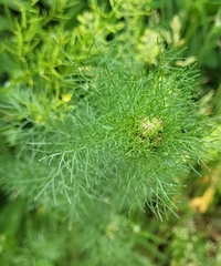 Matricaria discoidea