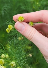 Matricaria discoidea