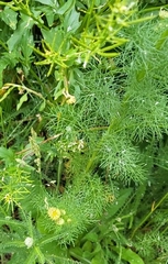 Matricaria discoidea