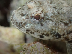 Bathygobius antilliensis