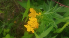Lithospermum caroliniense croceum