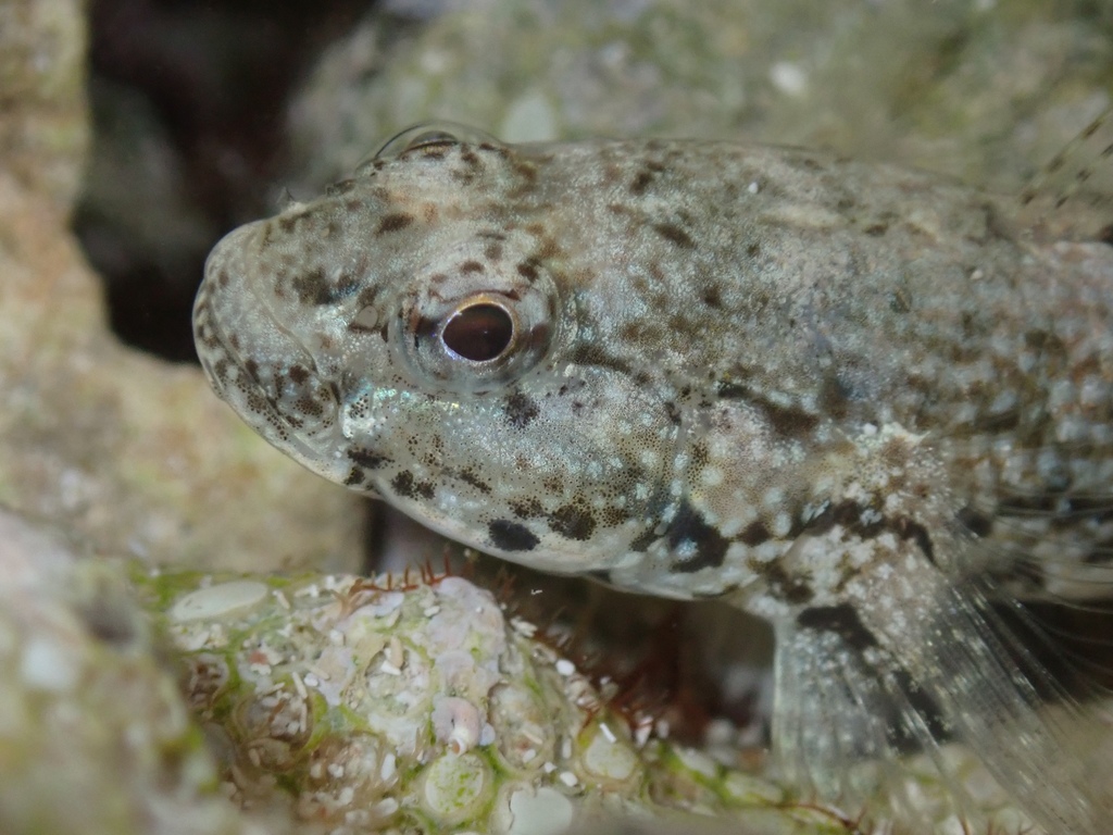 Frillfin Gobies