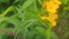 Lithospermum caroliniense croceum