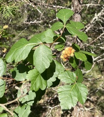 Rhus aromatica serotina
