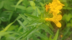 Lithospermum caroliniense croceum