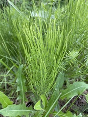 Equisetum