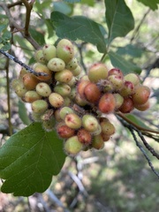 Rhus aromatica serotina