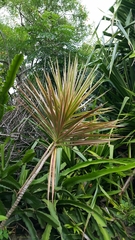 Dracaena reflexa angustifolia