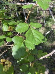 Rhus aromatica serotina