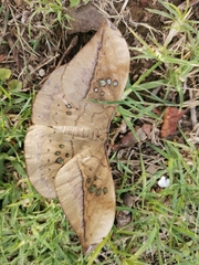 Copaxa multifenestrata