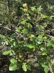 Rhus aromatica serotina