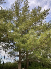 Pinus strobus