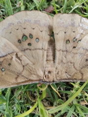 Copaxa multifenestrata