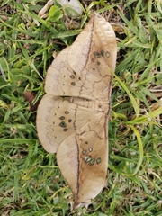 Copaxa multifenestrata