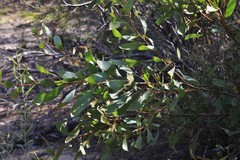 Hakea laevipes