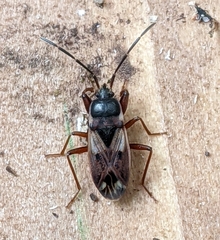 Eremocoris borealis