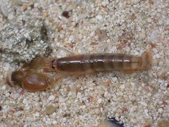 Alpheus armillatus