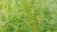 Sphenopholis obtusata