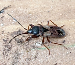 Eremocoris borealis