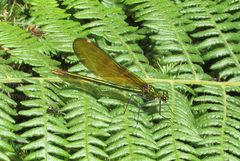 Calopteryx virgo