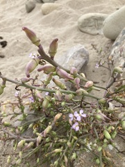 Cakile maritima