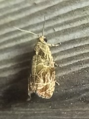 Olethreutes furfuranum