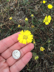 Hemizonia congesta lutescens