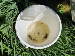 Paratya curvirostris