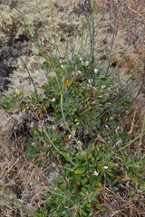 Eriogonum grande