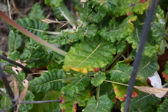 Eriogonum grande