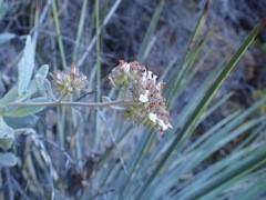 Eriodictyon traskiae