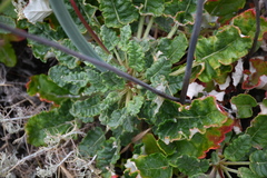 Eriogonum grande
