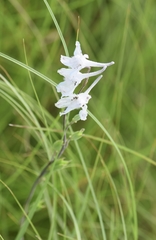 Delphinium carolinianum virescens