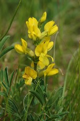 Thermopsis lanceolata