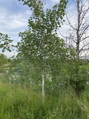 Populus tremuloides