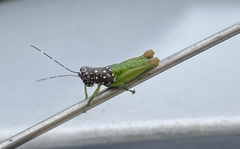 Lagarolampis amazonica